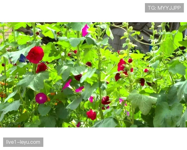 瓦伦西亚状态回暖:市区绿化显著提升居民幸福感 瓦伦西亚状态回暖:市区绿化显著提升居民幸福感